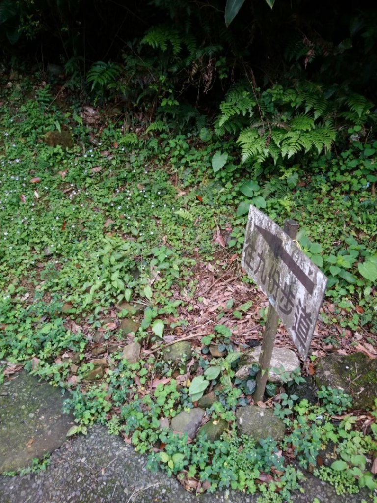 黃金一稜（基隆山小百岳，雷霆峰）_662981