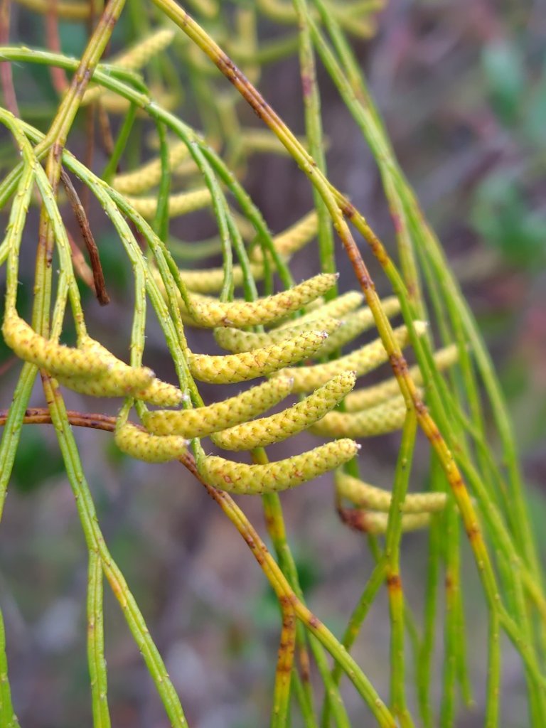 南東眼山連走有勝山_2918707