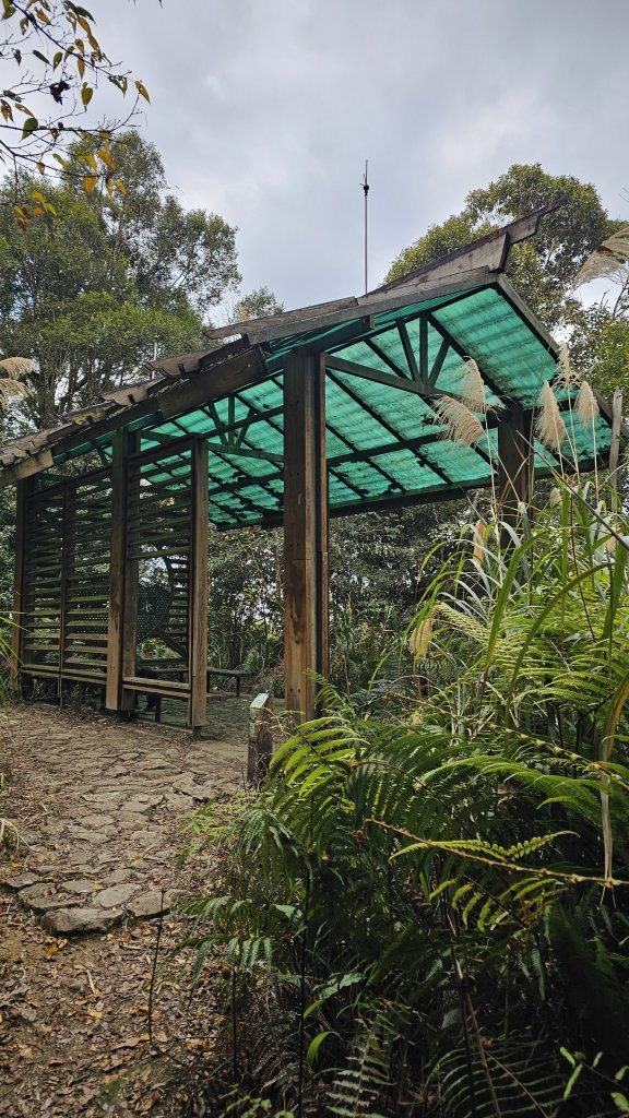 【中級山經典：水社大山、水社主峰】🥾4小時53分的征途，汗水與意志的考驗。_2982562