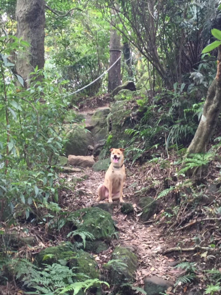 天上山賞桐去封面圖