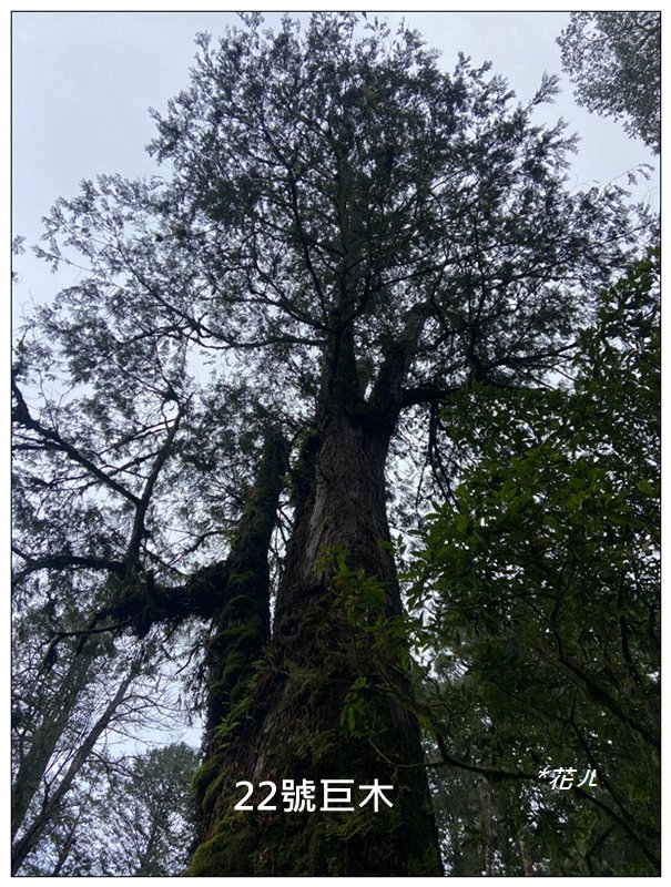 阿里山神木群棧道_2771623