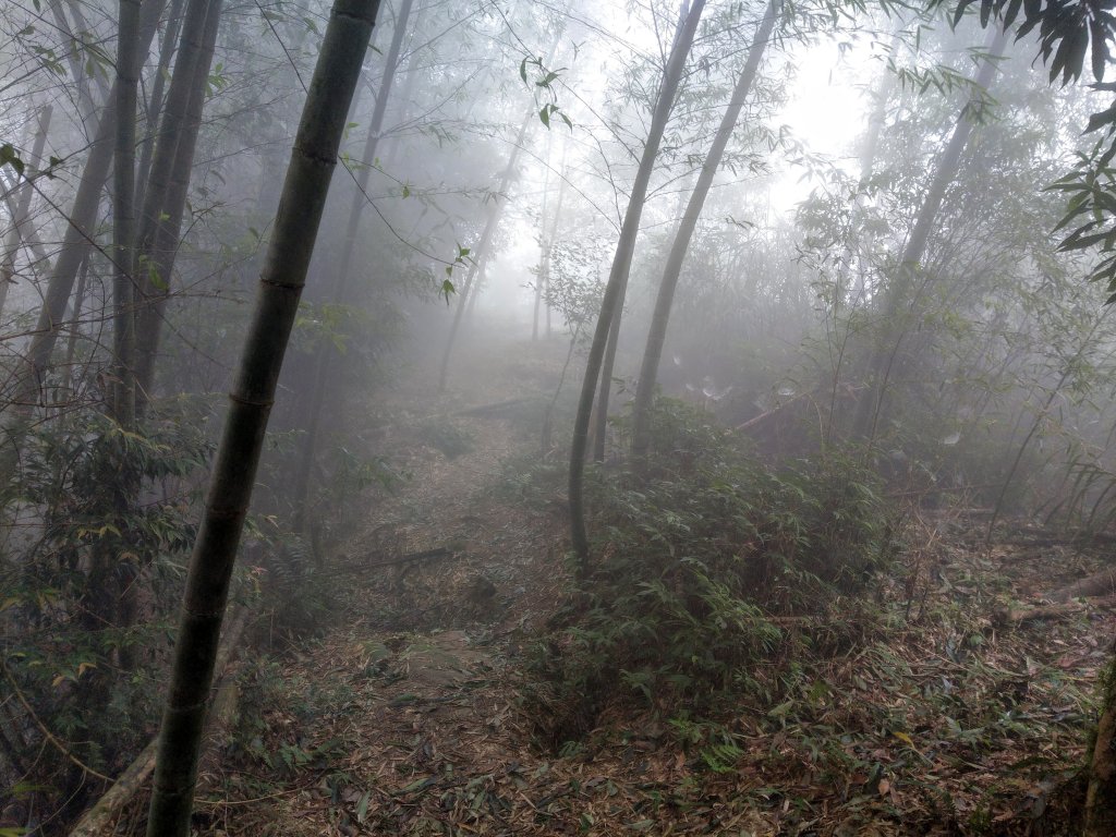 天氣多變大霧瀰漫的溪頭鳳凰山步道(小百岳#53)_1494913