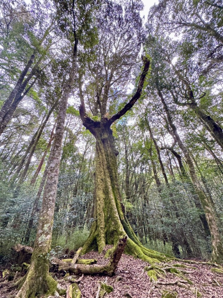 觀霧瀑布 賞鳥步道_2926512