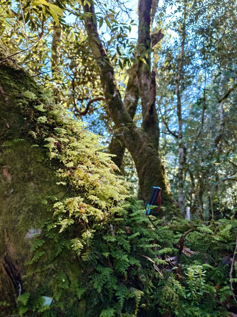 無言塔魔巴縱走_2637117