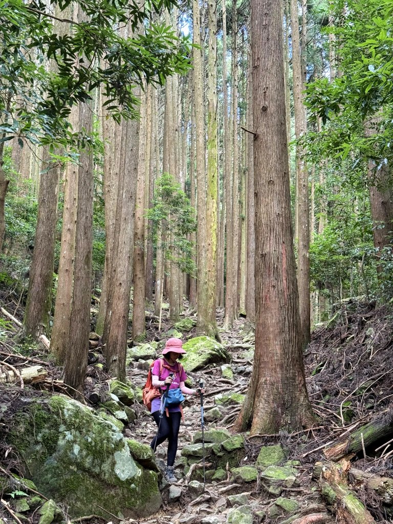 加里山O繞20250713(大坪登山口-杜鵑嶺-加里山-避難小屋-大坪登山口)_2836942