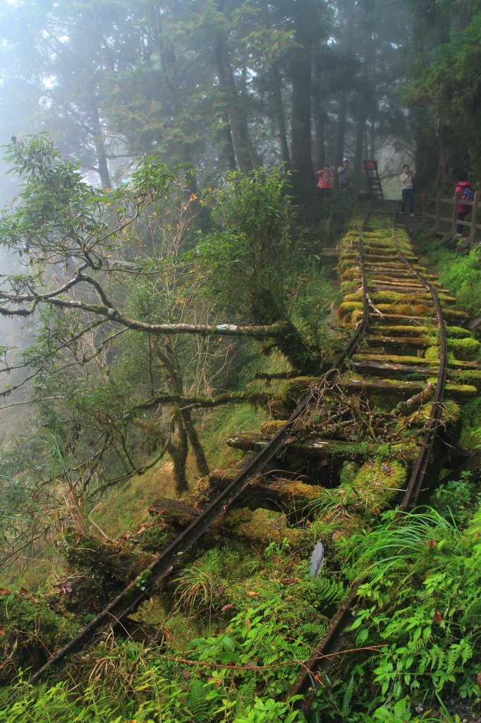 太平山見晴古道霧景濛濛 20181117_469396