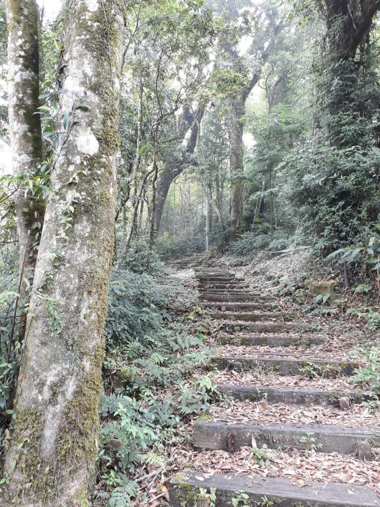 嘉義大凍山O型-頂湖起20180602_348613