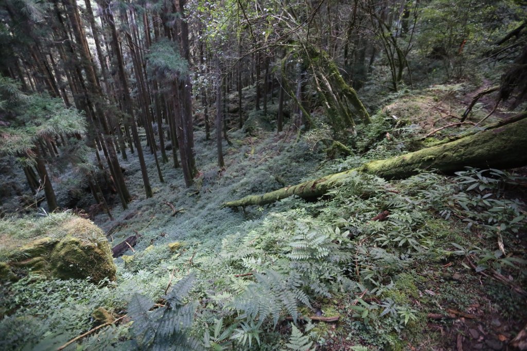 水樣森林 第一次在山裡過夜_659369