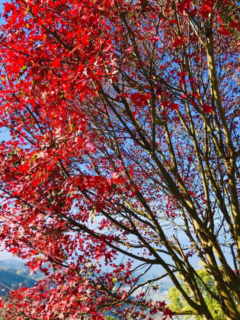 20171230馬那邦山_239108