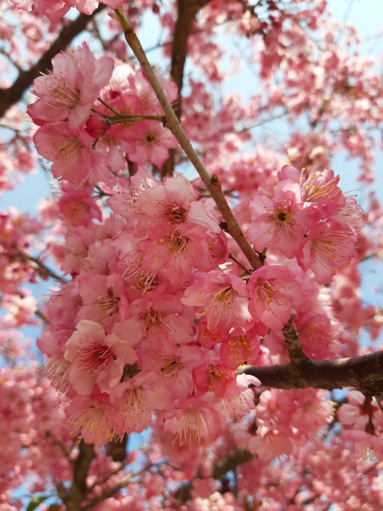 櫻花樹下的浪漫〡千櫻園封面圖