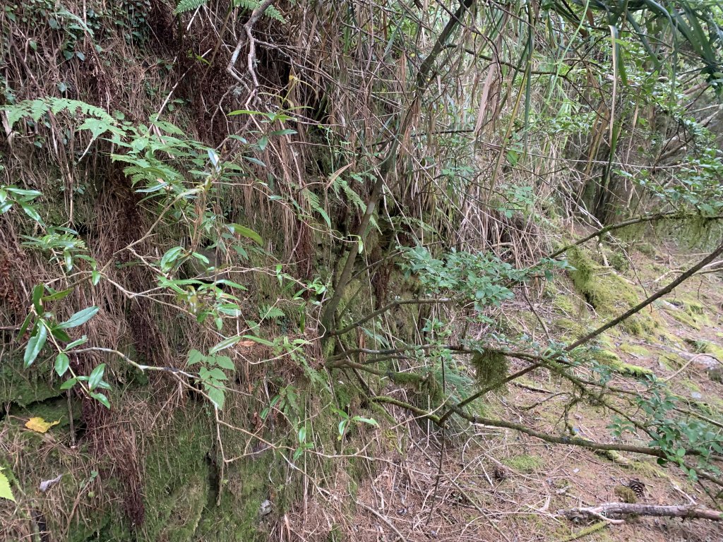 20231106高雄塔關山_2354116