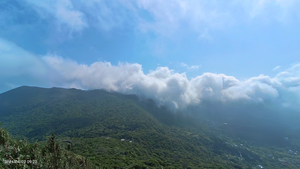 傻傻分不清楚！ #霧虹 ？  #觀音圈 #端紅蝶 #鐘萼木_2469367