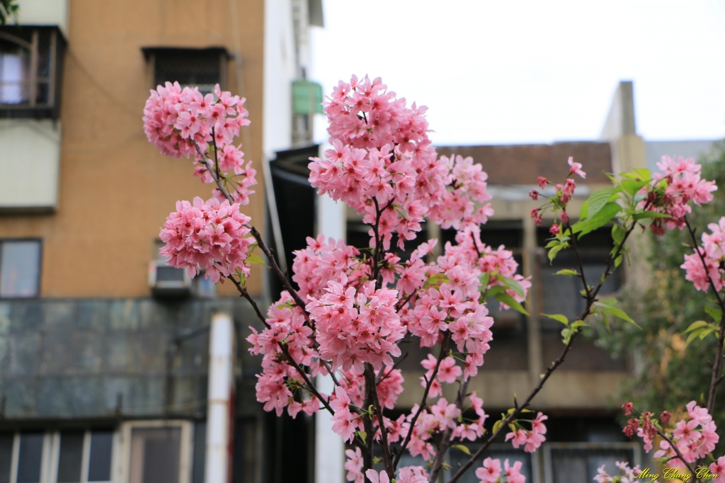 20160405~北投公園_33978