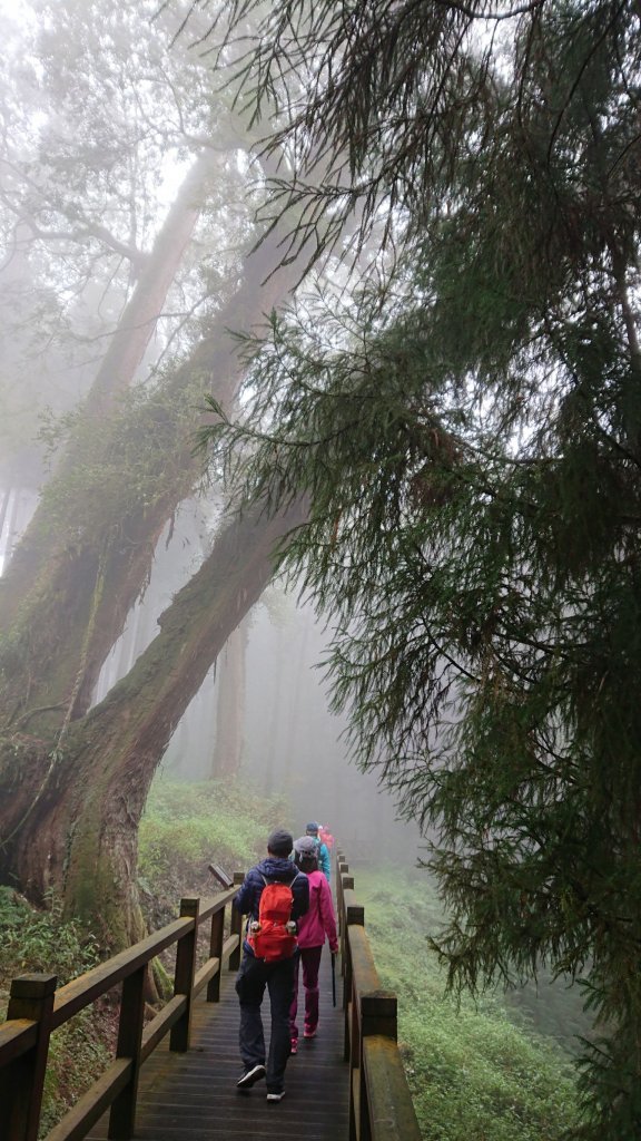 大塔山 & 阿里山國家森林遊樂區_550037