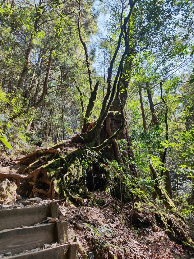 八仙佳保_2746091