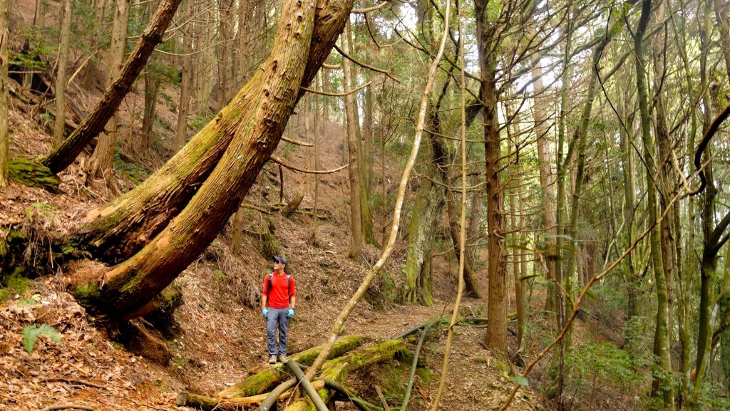尋幽訪古遊走千年巨木和幻霧美森的樂山林道封面圖