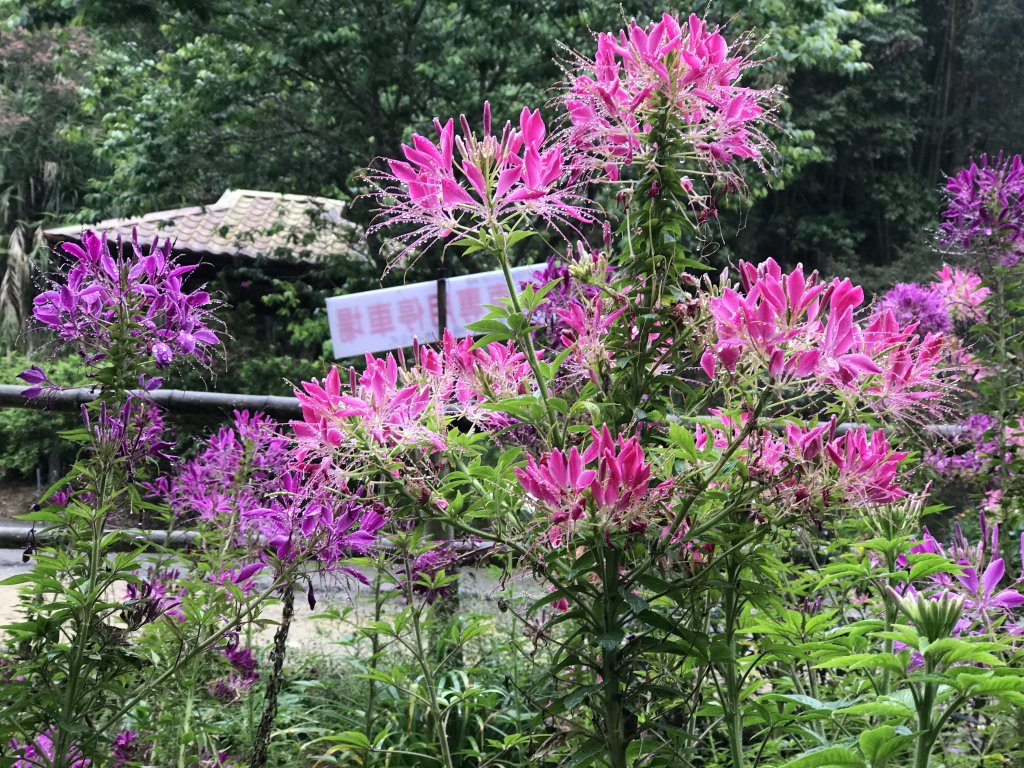 110年4月25日雲林  雲嶺之丘 五元二角 木馬古道_1456581