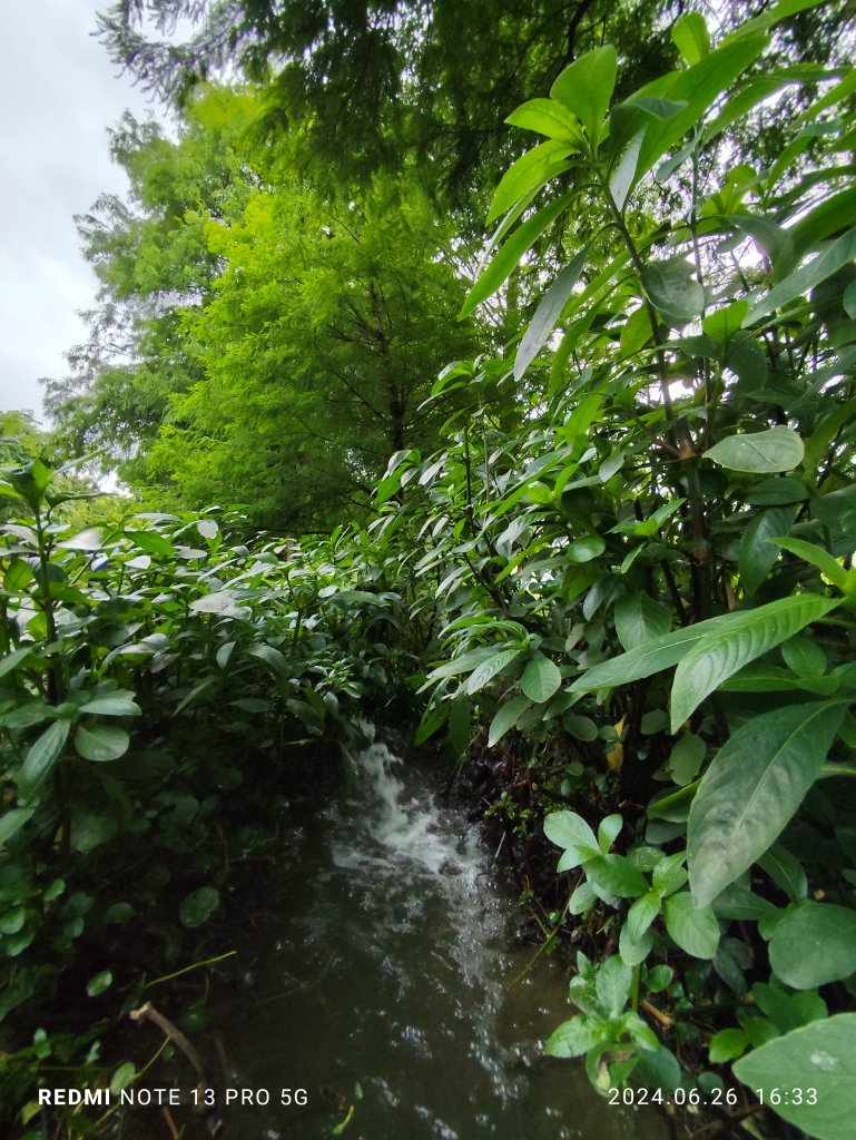 大安森林公園【走路趣尋寶】【臺北健走趣】_2536286