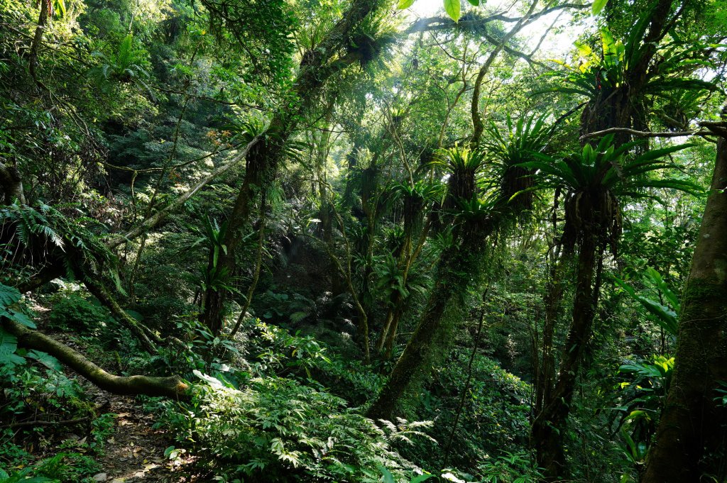 新北 烏來 波露南山_3035996