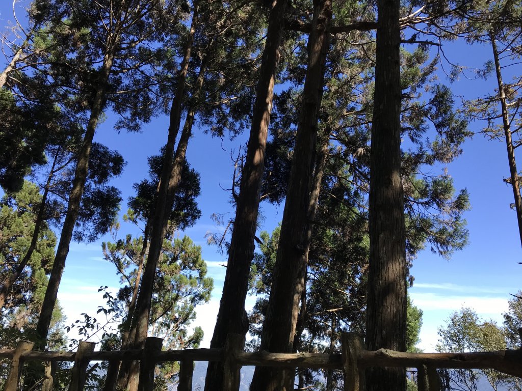 110年5月16日高雄   藤枝國家森林遊樂區_1456876