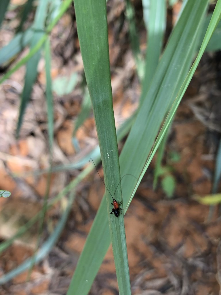 馬那邦山230909_2464935