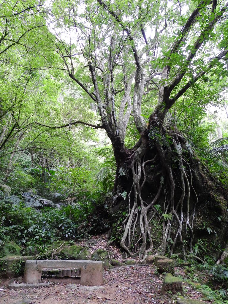 孝子山步道連走東勢格越嶺古道_196930