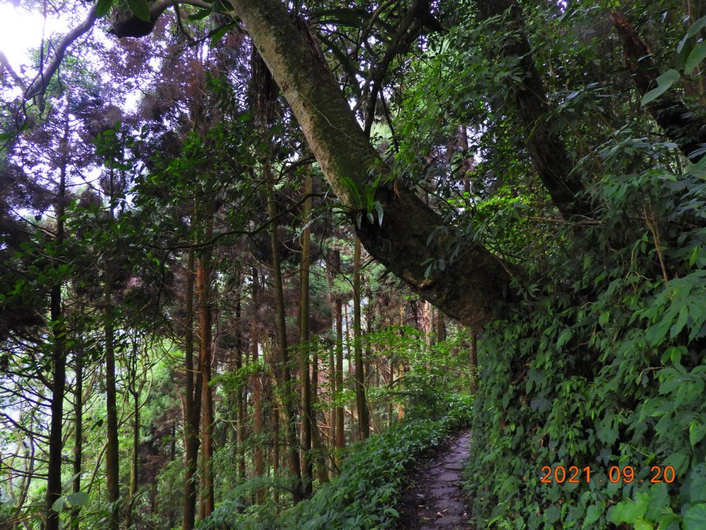 南投 鹿谷 鳳凰山_1464062