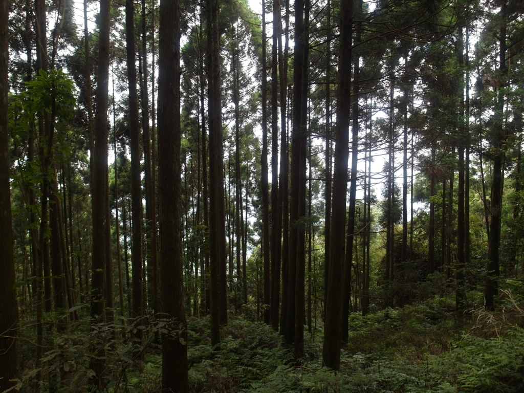 台灣小百岳第32座-苗栗南庄-向天湖山之_88197