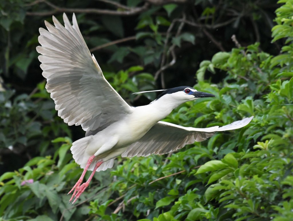 2016_0515_大安森林公園封面圖