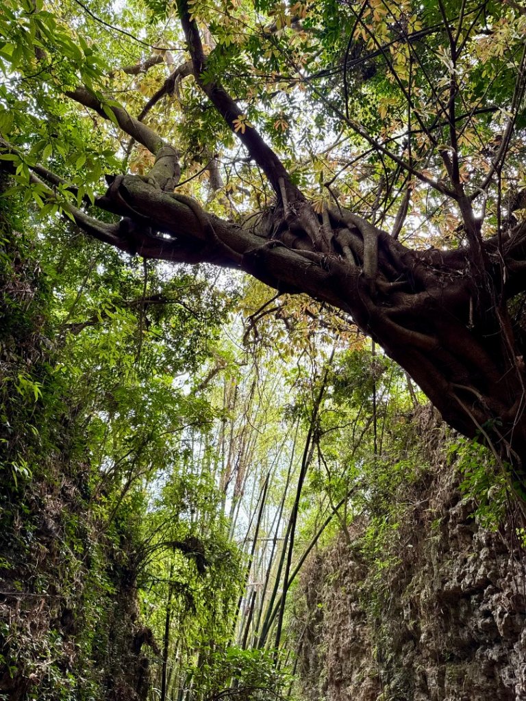 大崗山(小百岳#74)龍盤峽谷一線天_2764660