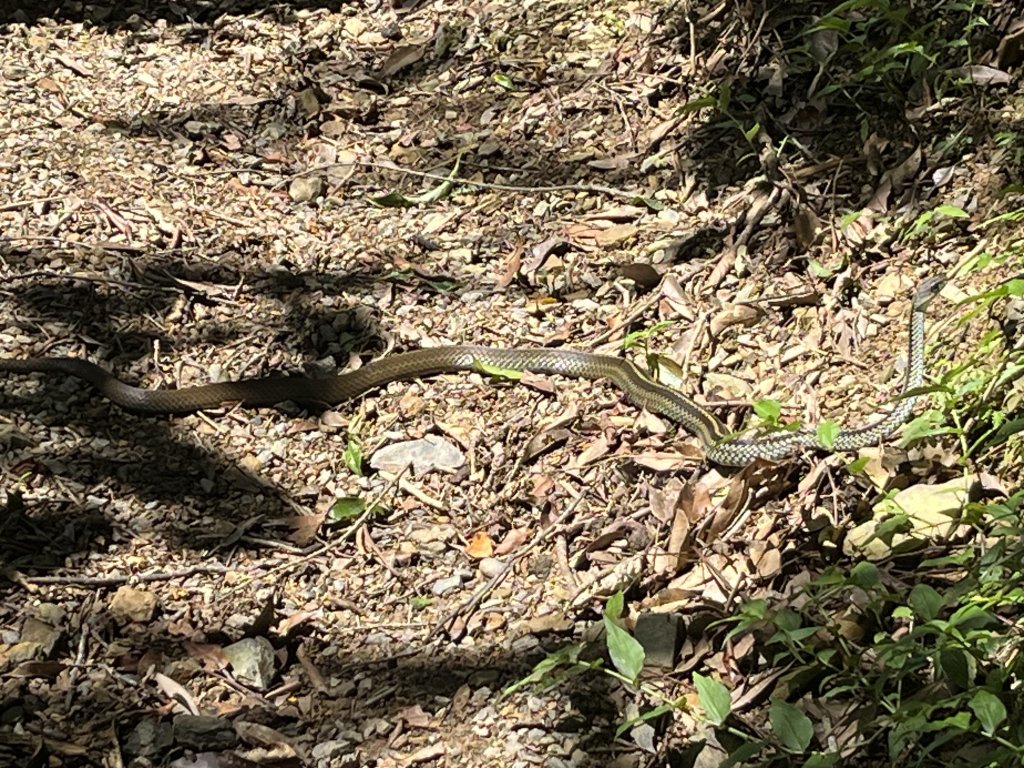 [淡蘭古道] 2025_0802 南路第四段_2850887