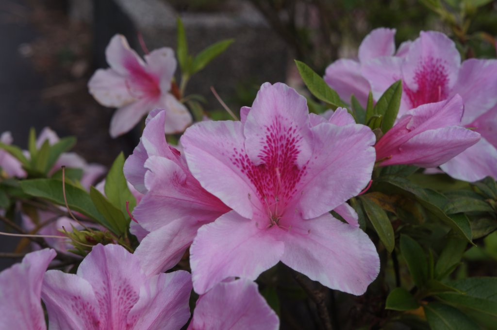 現在來石壁風景區九芎神木區賞花正是時候！_1614785