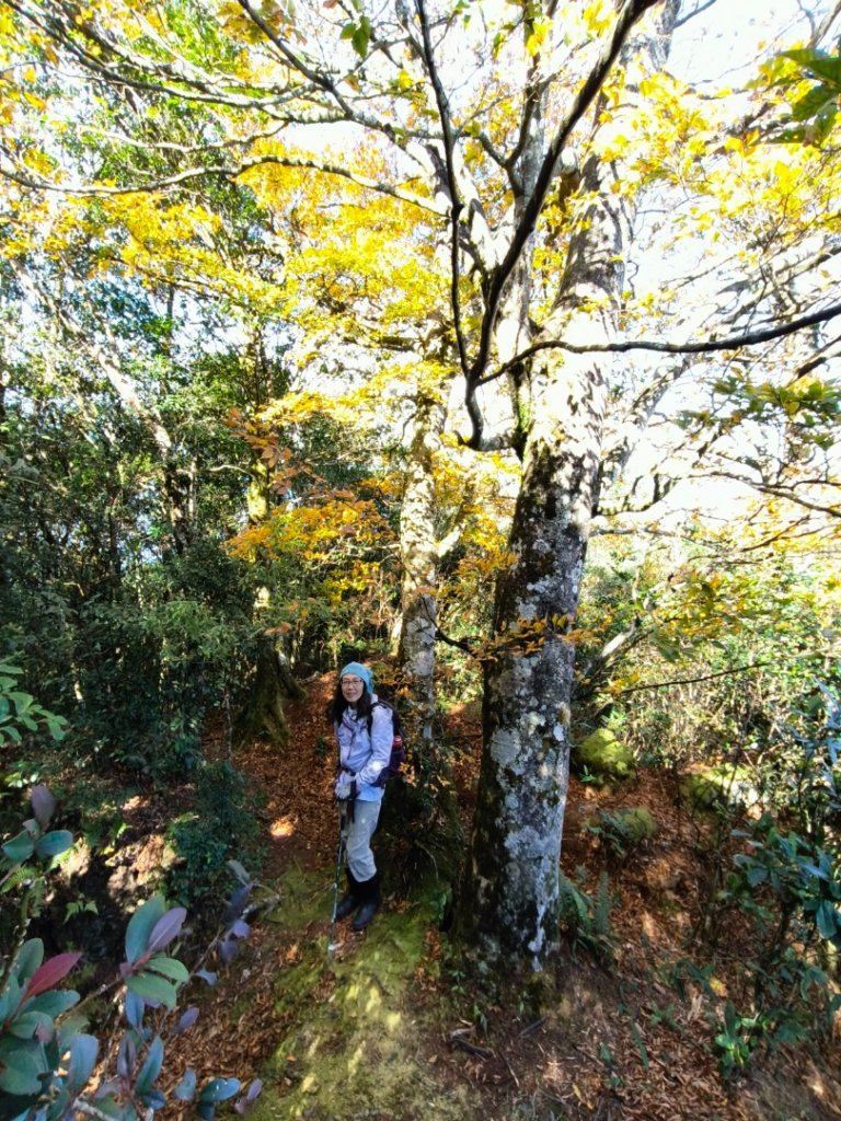 1121125 鳥嘴山縱走貴妃山_2363978