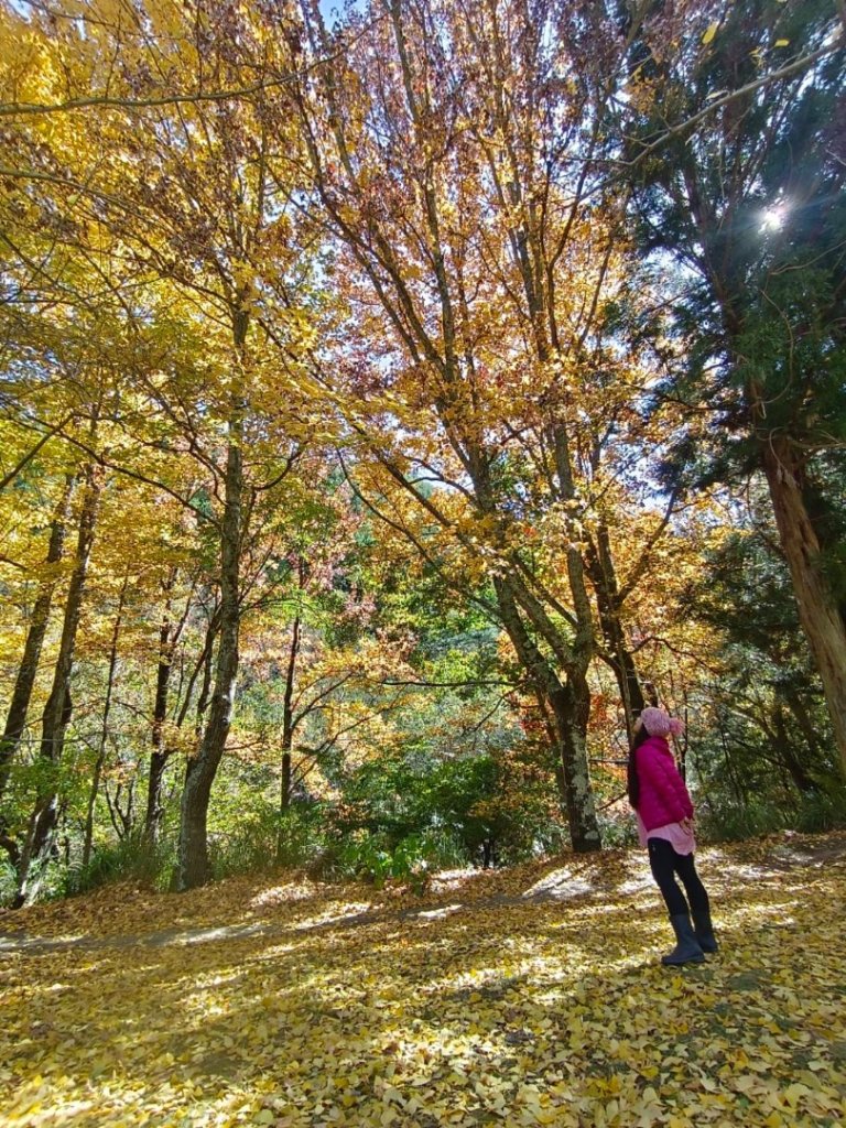 上武賞楓紅黃橙橙銀杏🍁_2667842