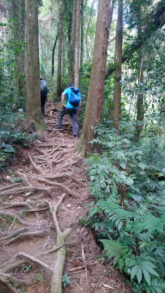 溪頭山、竹崙山、志騰山3山連走_1484377