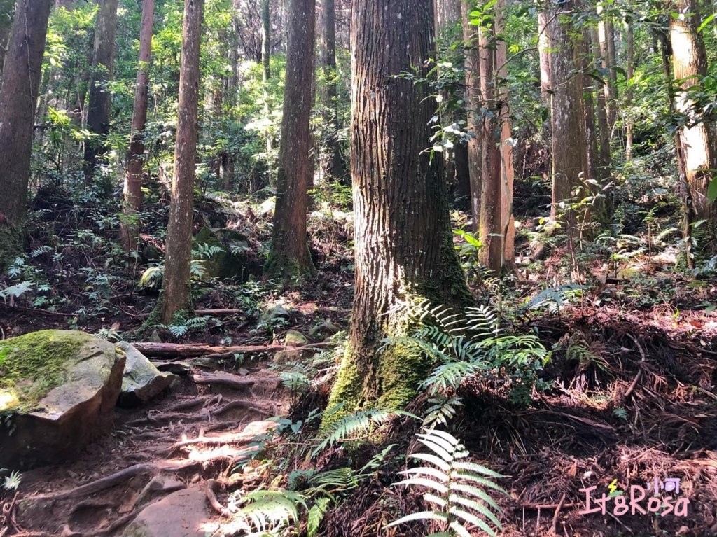 加里山  忘憂的故鄉封面圖