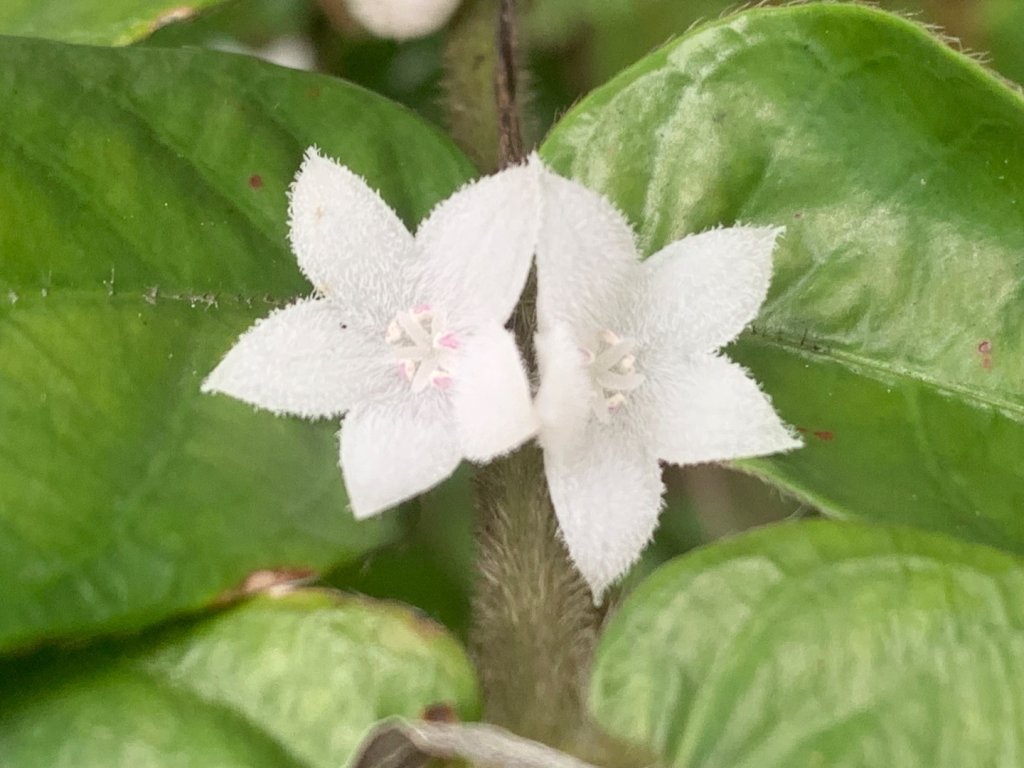 瑪陵坑群峰（七堵車站O型）_2760795