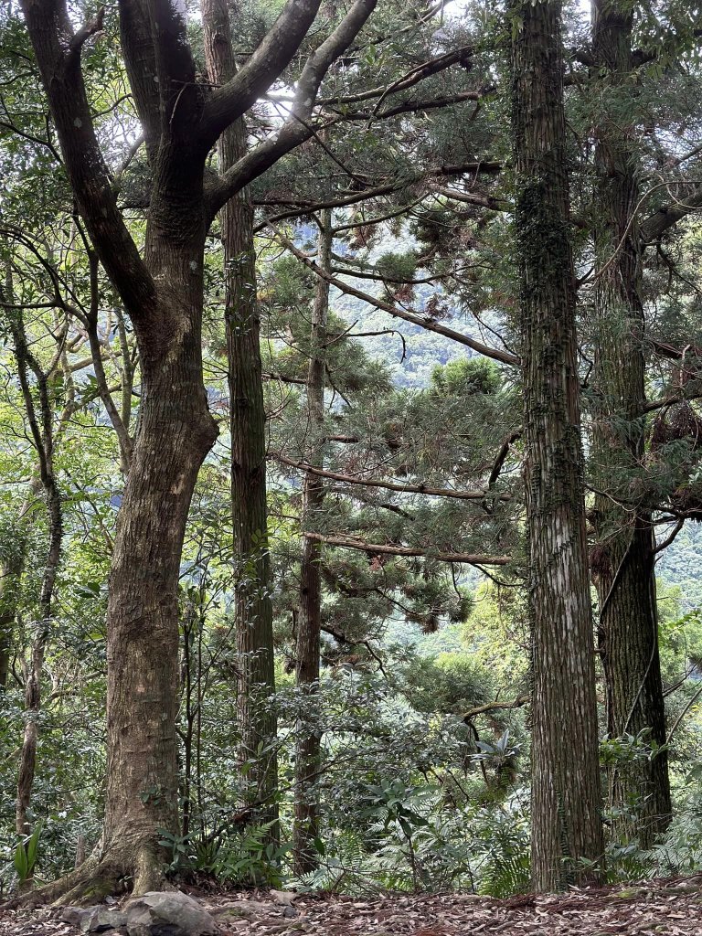 20231029熊空林道_2354605