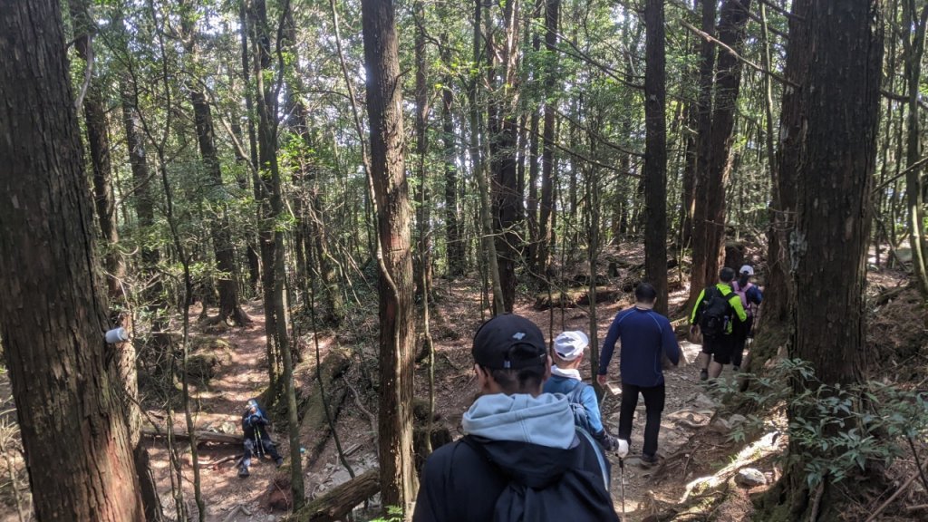 八仙山主峰步道 (松鶴線)_2042837