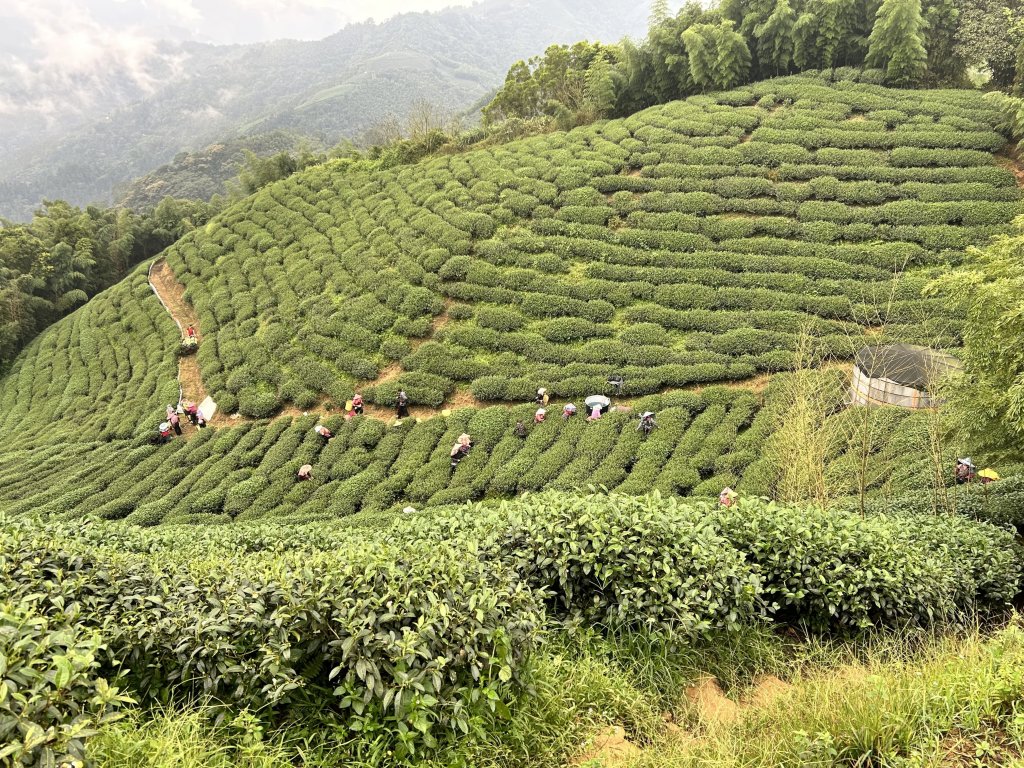 雲嘉大尖山_2295296