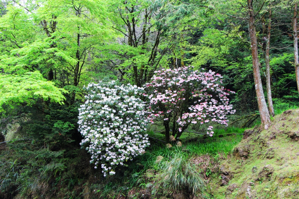 阿里山櫻花 唯美詩韻 ~ 高山+鐵道+神木+湖水 ..._265474