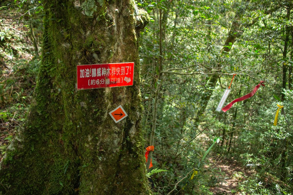 赫威神木群步道_1876457