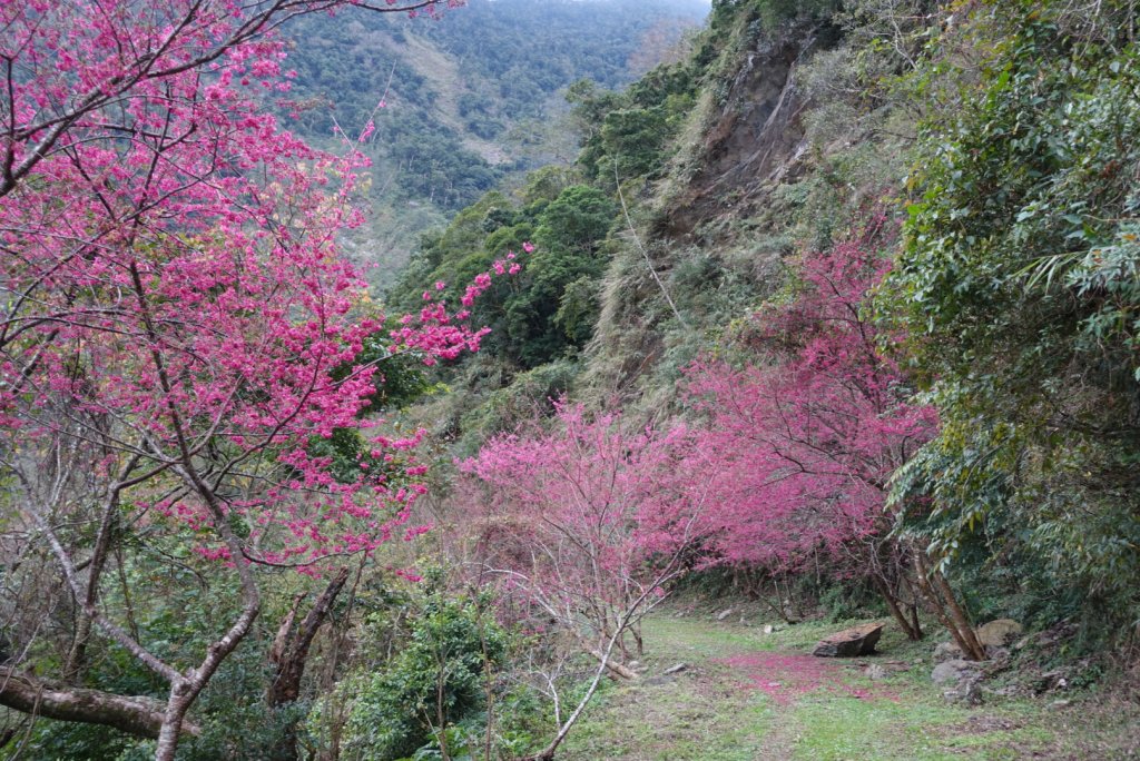小鬼湖林道上亞泥迪山_1276971