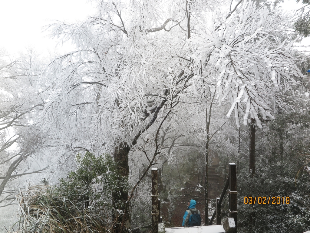 太平山 山毛櫸步道霧淞美景_262810