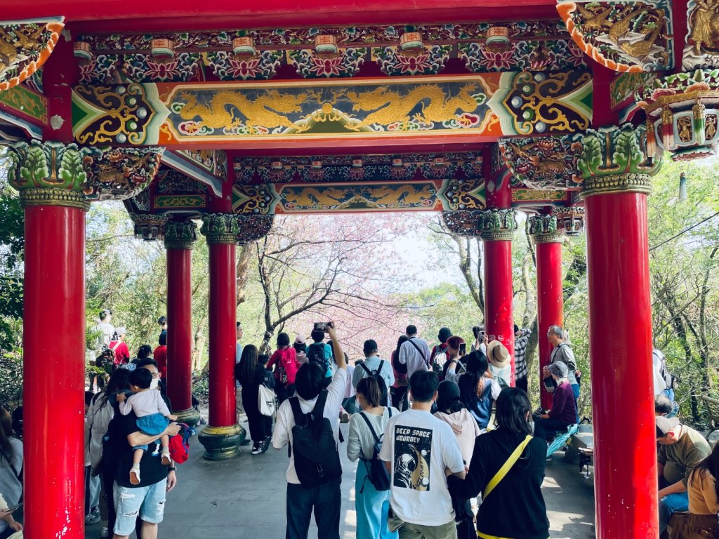 20250228 碧山巖賞櫻&鯉魚山步道_2736100