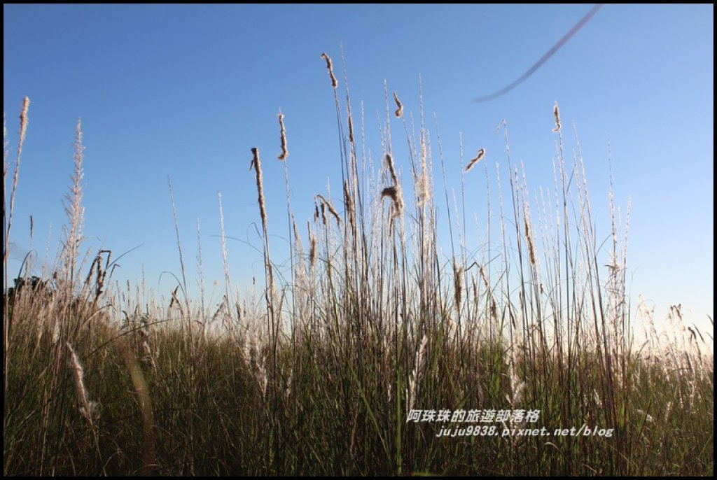 季節限定蘭陽溪畔甜根子草的銀白世界_489306