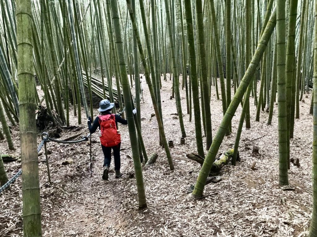 水社大山向前行_294800
