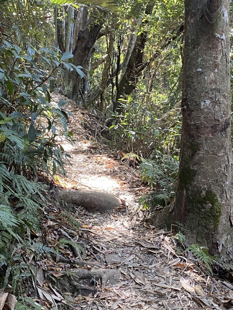1111120泰安鄉鳥嘴山_2672938