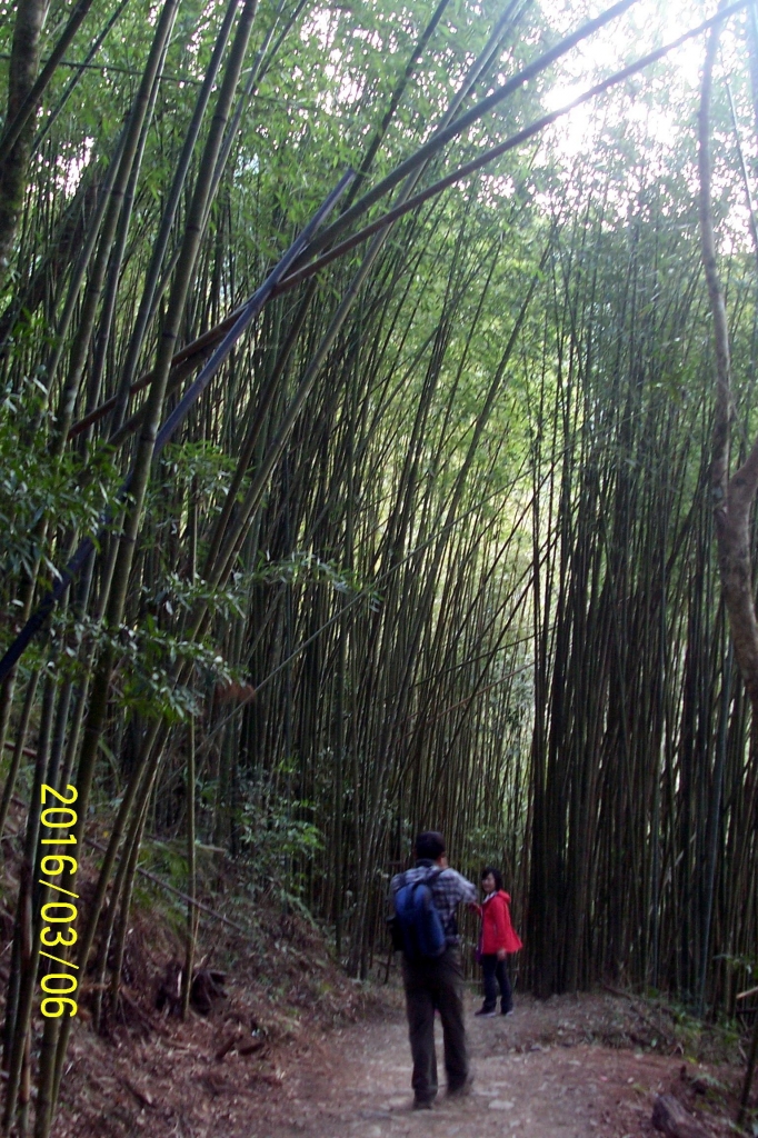 105-03-05 新竹縣尖石鄉司馬庫斯神木二日遊_32112