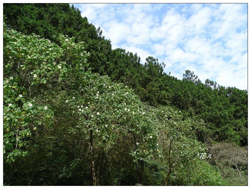 溪頭/山芙蓉之旅_712589